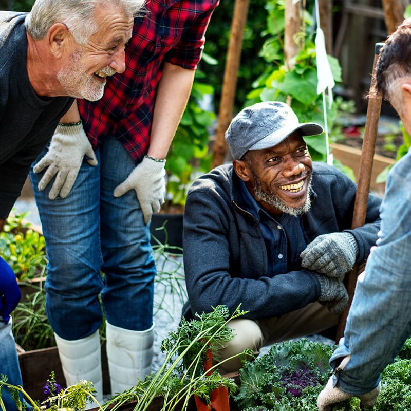A group of older folks gardening together in a community garden